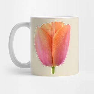 Tulipa  &#39;Orange Dynasty&#39;    Triumph Tulip Mug